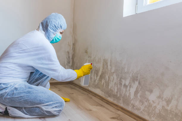 Licensed Basement Mold Remediation service in Hempstead, TX - WQB Mold Removal