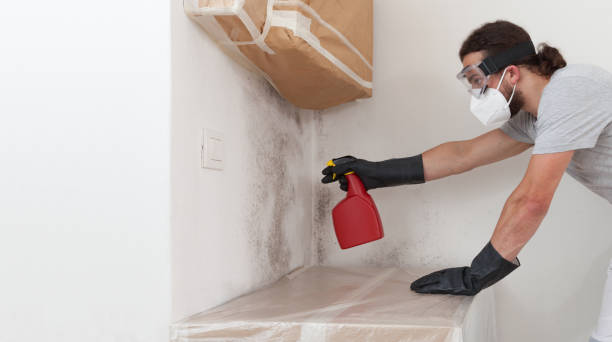 Professional Basement Mold Remediation technician working in Hempstead, TX