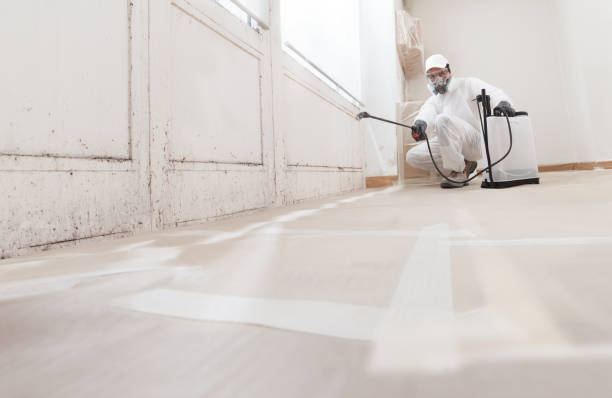 24/7 Emergency Basement Mold Remediation experts in Hempstead, TX