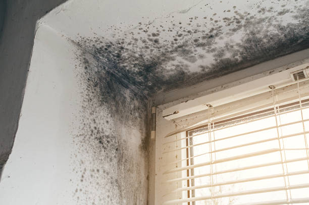 Affordable Basement Mold Remediation solutions in Hempstead, TX